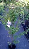 Coral Bark Japanese Maple Tree Two Gallon