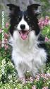 Border Collies 2009 Slim Diary Calendar
