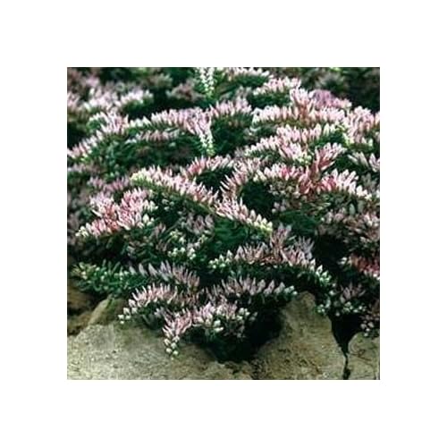 Pink Sedum Perennial Flower Seeds pink sedum perennial flower seeds