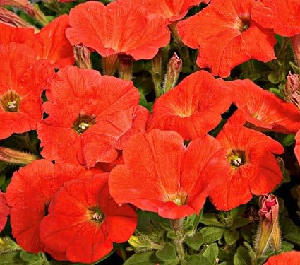 Potunia Papaya Petunia Seeds Seed Pack