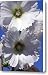 White HollyHocks Canvas Print / Canvas Art - Artist Janice Keener