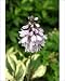 Photographic Prints of Hosta flower from Ros Drinkwater