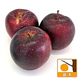 リンゴ：秋映（あきばえ）4～5号ポット[中生種。濃赤色に色付く着色のよい林檎][苗木]