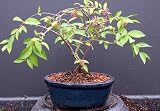 51uLrRhwxtL. SL160  Weeping Cherry Bonsai Tree by Sheryls Shop Reviews