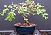 Weeping Cherry Bonsai Tree by Sheryls Shop