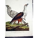 騒々しい Wilkes の鳥 C 1804 および Longtailed イーグルス