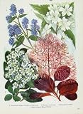 Ceanothus Hoheriaw Escallonia の Rhus の花の色刷 rhu