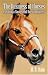 Starting Your Own Horse  Business or Improving the One You Have