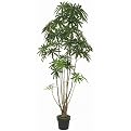 Green 6-ft. Finger Aralias Tree w/pot