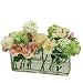Pink Rose Perfection Planter
