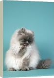 20 Inch Box Canvas (51cm) Blue Point Persian Cat - licking poor by Ardea