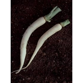 Radish Seeds Daikon Miyashige White Certified Organic Heirloom Seeds 175 Seeds