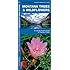Montana Trees & Wildflowers: A Folding Pocket Guide to Familiar Species (Pocket Naturalist Guide Series)