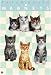 Kitchen & Housewares : Mixed Kittens Gift Set of 4 Magnets