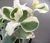 Creme & Pink Mother of Thousands - Kalanchoe