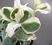 Creme & Pink Mother of Thousands - Kalanchoe Image