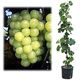 鉢植え果樹 ぶどう：翠峰（すいほう）8号鉢植え