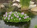 15 Water Hyacinth- Aquatic & natural filter plant COMBO WITH 24" FLOATING PLANT PROTECTOR