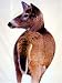 Sporting Goods : Montana Decoy™ Whitetail II Deer Decoy