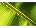 Photographic Prints of Banana leaf from Science Photo Library