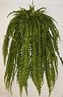 GIANT!! 68" Boston Fern Hanging Basket