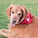 ZippyPaws Holiday Paw Bandana - Christmas Dog Accessory (3 Sizes) (Large)