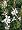 The Bride Whirling Butterfly Perennial 4 Plants - Gaura