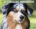 Australian Shepherds 2009 Wall Calendar 13 X 10.5