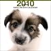 Papillon Dog by THE DOG Artlist 2010 Wall Calendar 12 x 12