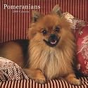 Pomeranians 2008 Square Wall