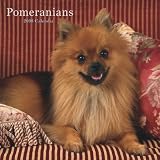 Pomeranians 2008 Square Wall
