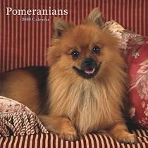 Pomeranians 2008 Square Wall