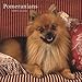 pomeranian36  - Pomeranians 2008 Square Wall Calendar German French Spanish