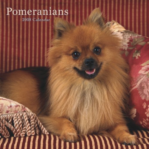 Pomeranians 2008 Square Wall