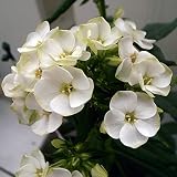 フロックス：ジェイド3.5号ポット 2株セット[コンパクトな宿根フロックス白花種]