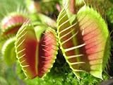 Venus Fly Trap 3 - 24