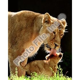  Lion & Cub - 8x10 Glossy Photo (nature photography)