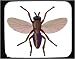 Mouse Pad with aquatic, insect, knott, fly, invertebrate, pest, animal, arthropod, black, blood-sucker
