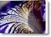 Close View Of A Blue Petunia In Bloom Canvas Print / Canvas Art - Artist Todd Gipstein
