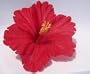 Red Tropical Hibiscus Flower Hair Clip