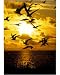 10x8 Photograph (25x20cm) Sunset with birds by Science Photo Library