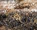 Battle Scene at the Atlanta Cyclorama - Intricate 16"x20" Photographic Print by Carol M. Highsmith
