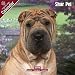 2009 Shar Pei Wall Calendar