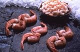 5 pounds Alaskan Sweet Shrimp