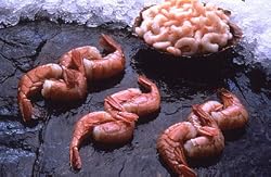 5 pounds Alaskan Sweet Shrimp