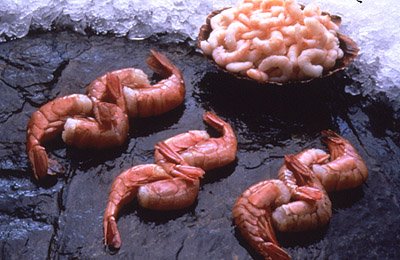 Alaskan Sweet Shrimp