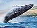 North American Wildlife 2016 Wall Calendar- 18.5