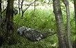 Highlander Mini Camping Hammock/gear Store Bushcraft