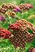 Achillea 'the Beacon' - 24