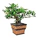 Nu-Dell Artificial Bonsai Plant in a Square Seagrass Container, 12